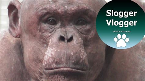 naked gorilla|The fascinating hairless chimpanzees .